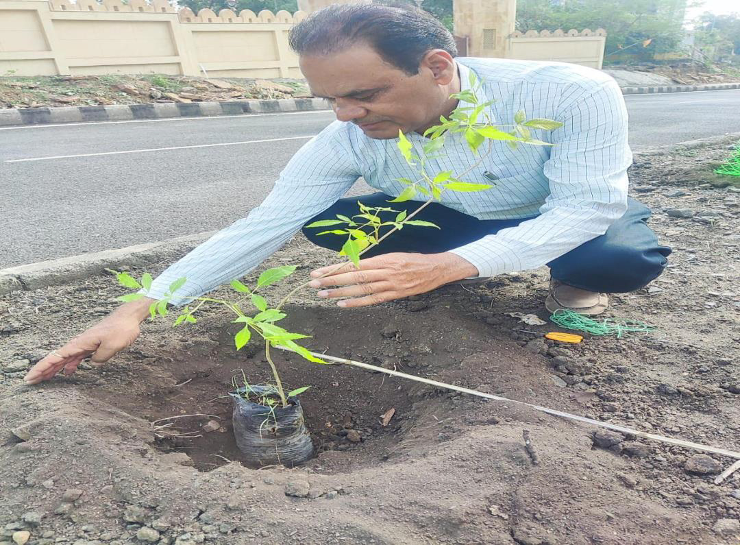 Plantation Activity 3